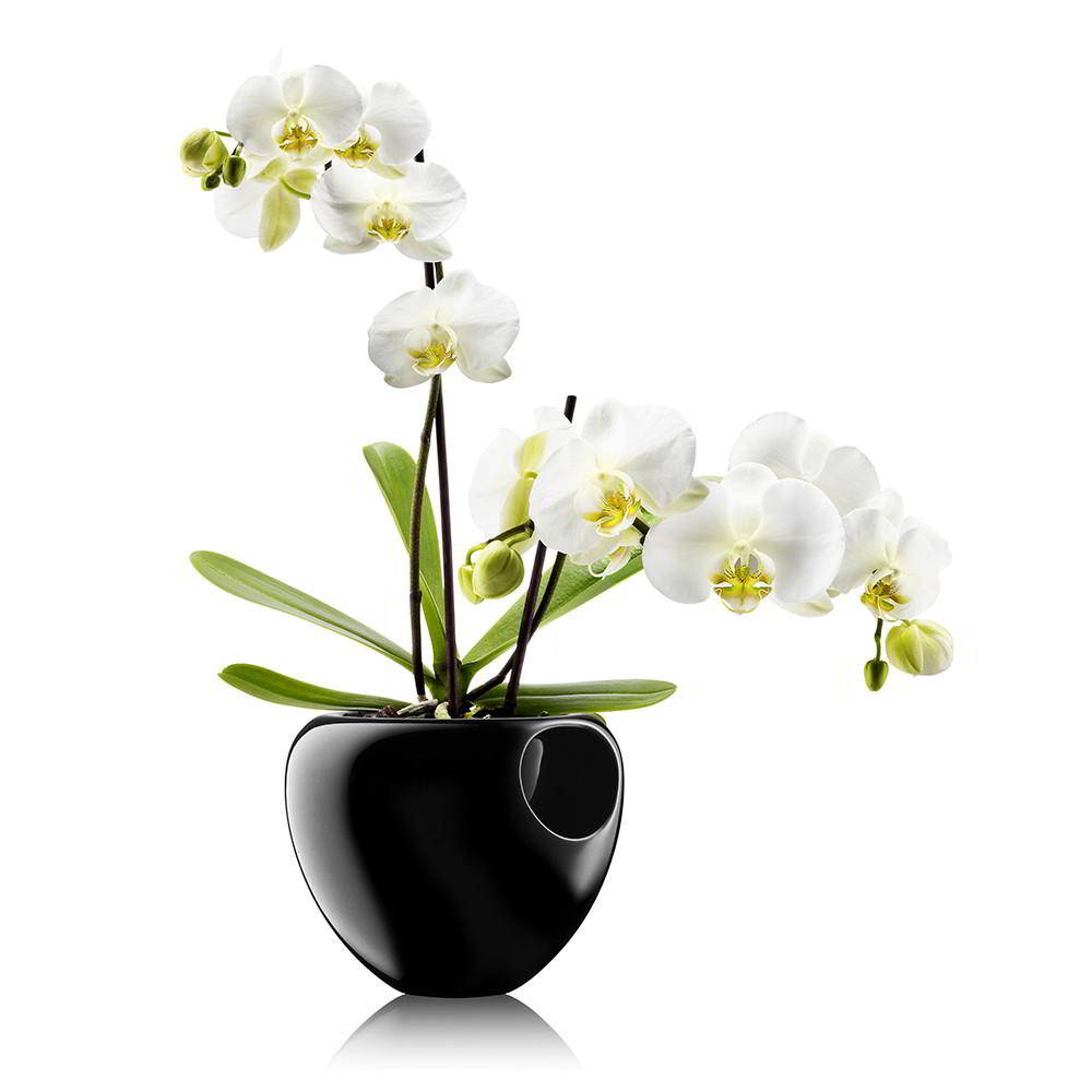 orchidée.jpg
