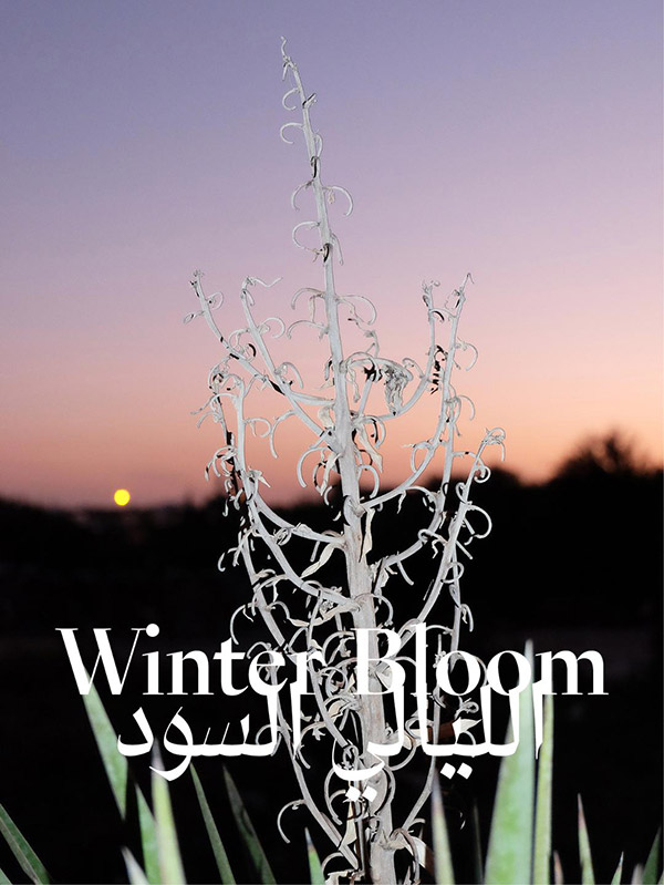 Exposition photo - Winter Bloom